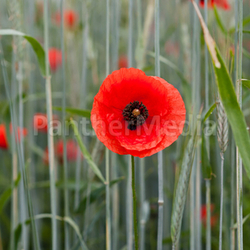 poppy v3