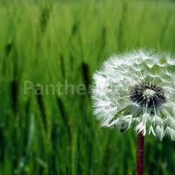 flies blowball fly barley praesentation flying gruen