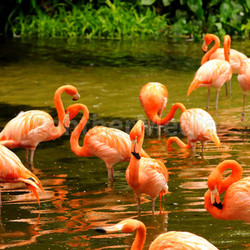 Pink flamingo