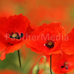 Mohn