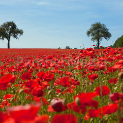 poppy
