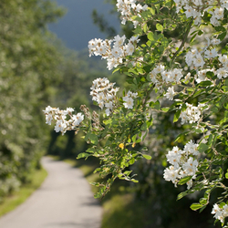 promenade