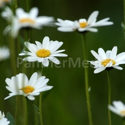 Margeriten