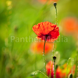 Mohnblumen
