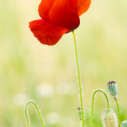 Red Poppy