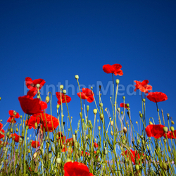 Mohnblumen
