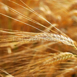 barley
