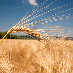 Reife Gerstenähre im Wind