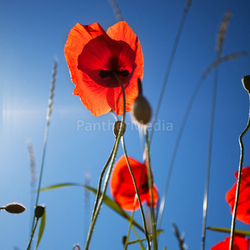 Mohnblumen