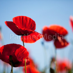 poppies