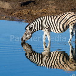 Zebras beim Drinken