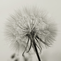 dandelion gray nature sperm macro blowball flower