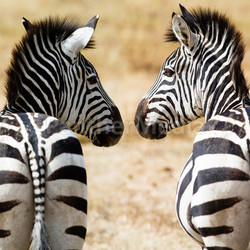 zebras drinken