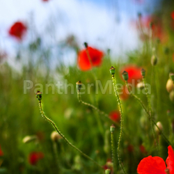 Mohnblumen
