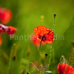 Mohnblumen