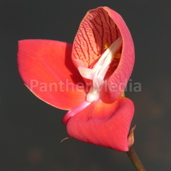   orchid disa uniflora