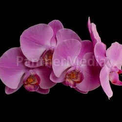 orchidaceae orchid
