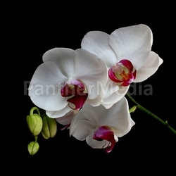 orchidaceae orchid