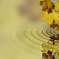 Autumn leaves