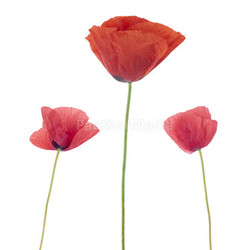 Three poppies
