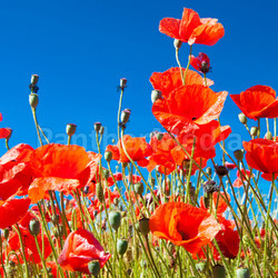 poppy field