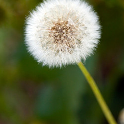 dandelion