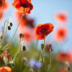 poppies
