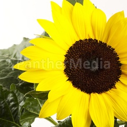 sonnenblume mit grün
