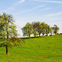 cows on pasture