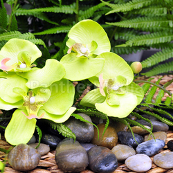 Orchideen und Steine