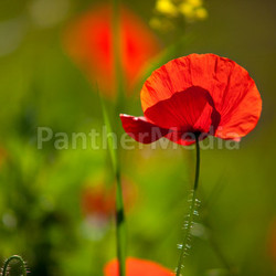 poppies