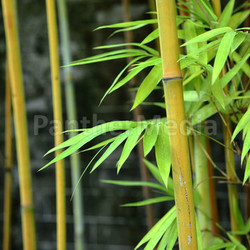 bamboo