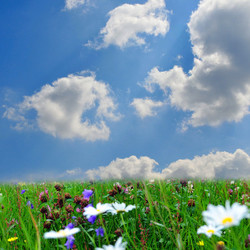 landscape clouds meadow sunflower