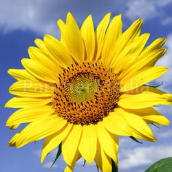 Sonnenblume