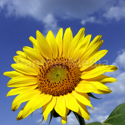 Sonnenblume
