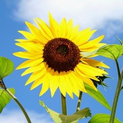 radiant sunflower