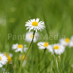 daisies in a meadow