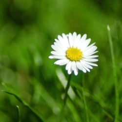 lonely daisy
