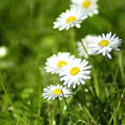 daisy