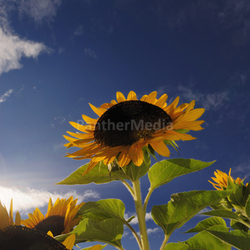 helianthus annuus