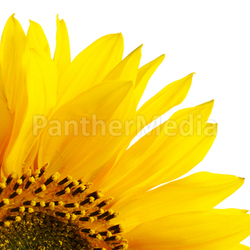 Sonnenblume