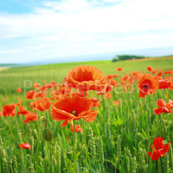 Summer poppies in the fields