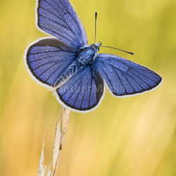 blue butterfly
