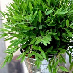 bamboo