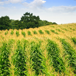 Corn field