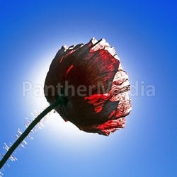 mohn as glass