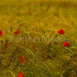 poppy 1