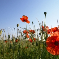 Mohn Mohn Mohn