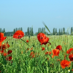 poppy against the sun