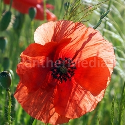 durchleuchtete Mohnblüte